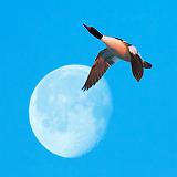Flying Over The Moon_28845